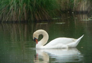 El cisne en el lago.