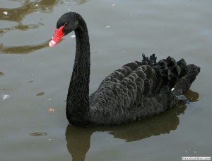 El cisne antes cantaba sólo para morir