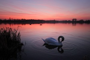 Un cisne rodeado por los colores rojos de pasión y amor. 