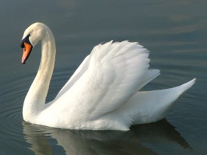 El Cisne, un pajaro majestico