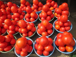 Belles_tomates