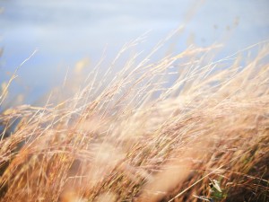 grain-field-1031573_960_720